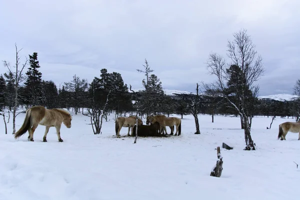 Живописный Вид Выпас Лошадей Снежном Лугу — стоковое фото