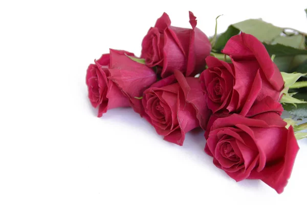 นหล งดอกก หลาบส แดงท สวยงาม นาคม — ภาพถ่ายสต็อก