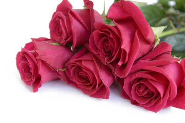 Красивий Фон Червоних Троянд Концепція Березня — стокове фото