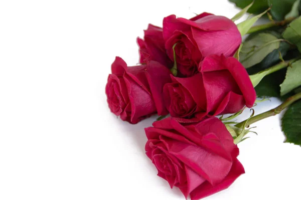 ดอกก หลาบส แดงแยกจากพ นหล — ภาพถ่ายสต็อก