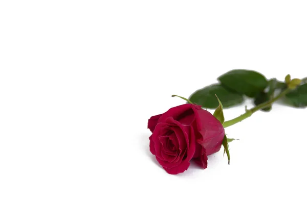 赤いバラの背景に分離 — ストック写真