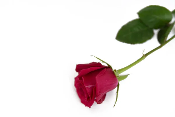 Красные Розы Заднем Плане — стоковое фото