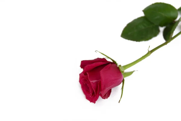 赤いバラの背景に分離 — ストック写真