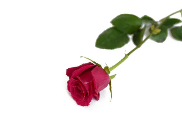 Червоні Троянди Ізольовані Фоні — стокове фото