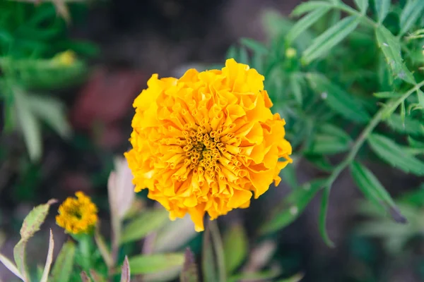 Beautiful Yellow Flower Park — Stock Photo, Image