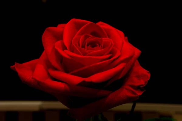 背景の赤い花をクローズ アップ — ストック写真
