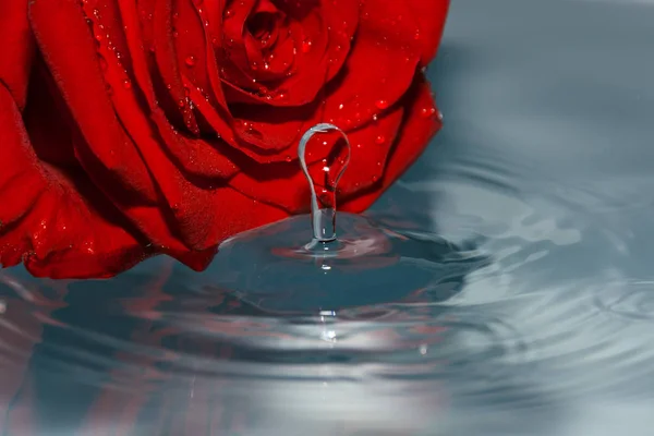 Rose Rouge Dans Eau Avec Goutte Eau — Photo