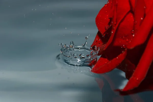 Rosa Roja Agua Con Gota Agua — Foto de Stock