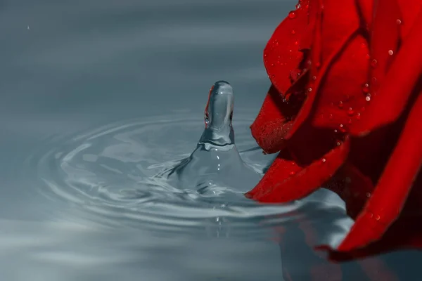 red rose in water with water drop