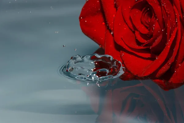 red rose in water with water drop