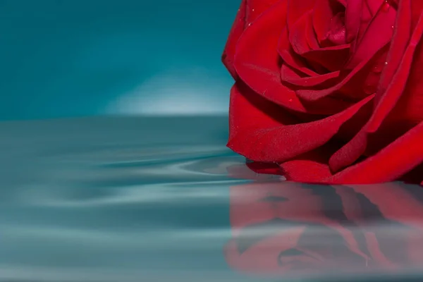 red rose in water with water drops