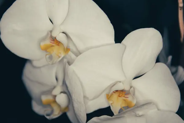 Güzel Beyaz Orkide Atış Kapatın — Stok fotoğraf