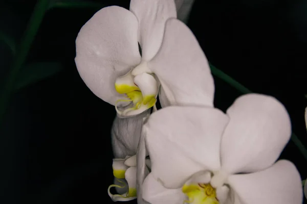 Nära Upp Skott Vackra Vita Orkidéer — Stockfoto