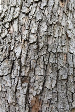 ahşap arka plan doku