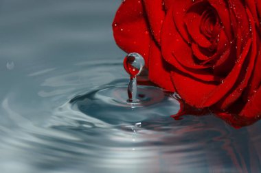 suda ıslatın ve su damlası kırmızı gül