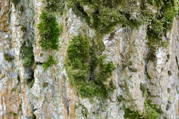 Celý Rám Obrazu Starých Stromová Kůra Přírodní Pozadí Konceptu — Stock fotografie