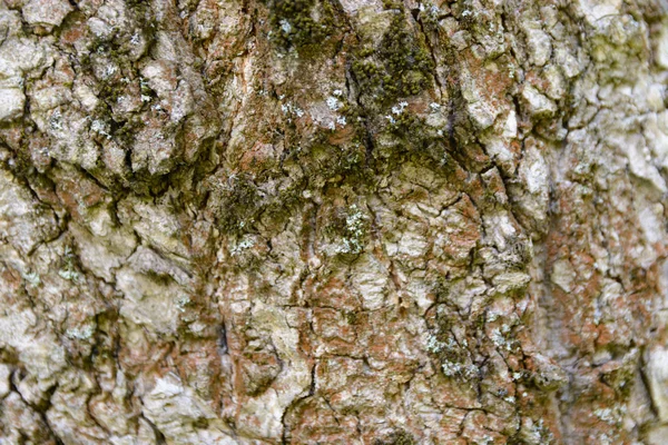 Celý Rám Obrazu Starých Stromová Kůra Přírodní Pozadí Konceptu — Stock fotografie
