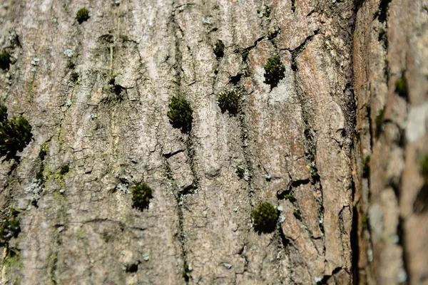 Textura Fundo Madeira Abstrata — Fotografia de Stock