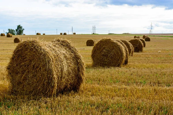 Hay Rolls Field Background Close — Stock Photo, Image