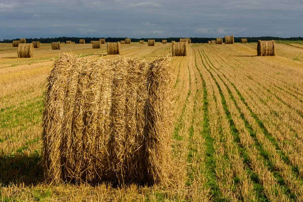 Siano Belach Polu Tle Bliska — Zdjęcie stockowe