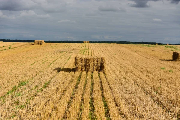 Hay Rollos Campo Fondo Cerca — Foto de Stock