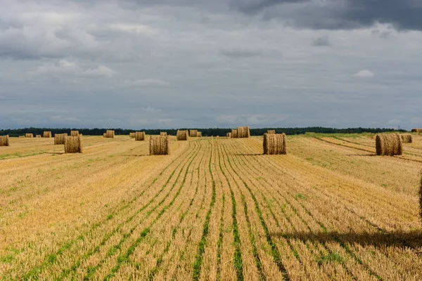 Hay in rolls on the field on background,close up