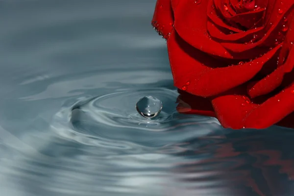 Red Rose Water Water Drop — Stock Photo, Image