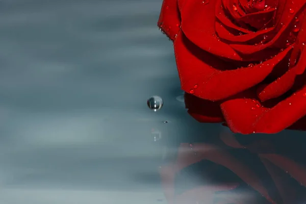 Rosa Roja Agua Con Gota Agua — Foto de Stock