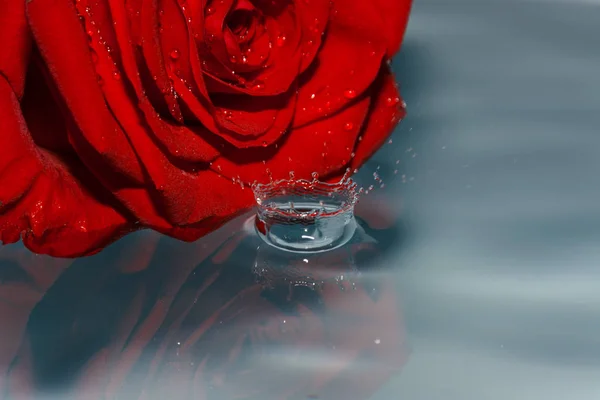 Rosa Roja Agua Con Gota Agua — Foto de Stock