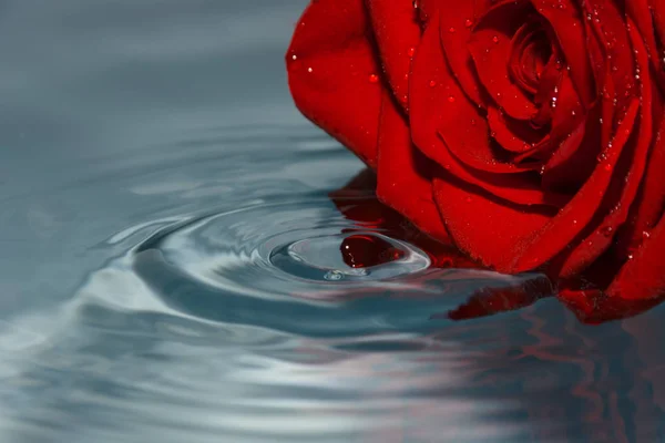 Rosa Roja Agua Con Gota Agua — Foto de Stock