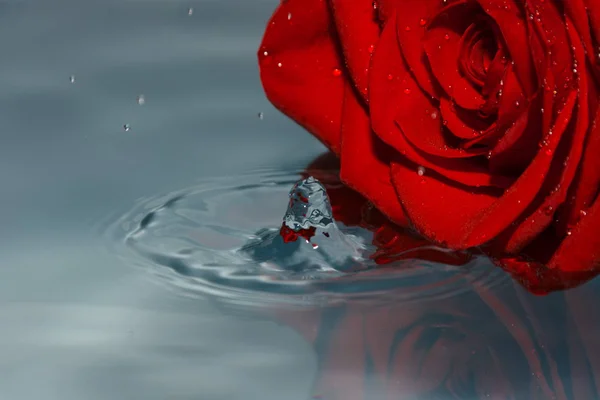 Красная Роза Воде Каплей Воды — стоковое фото