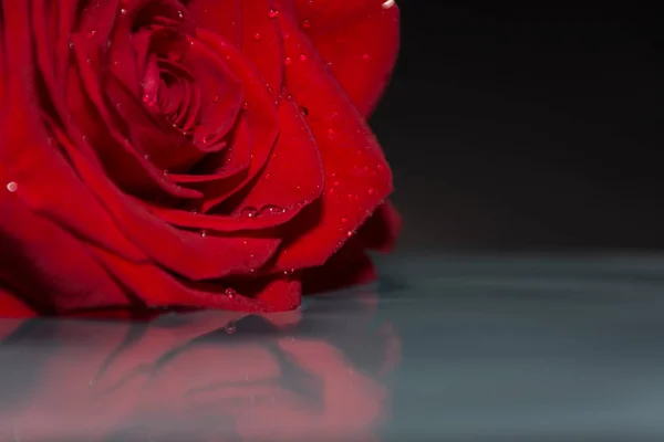 red rose in water with water drops