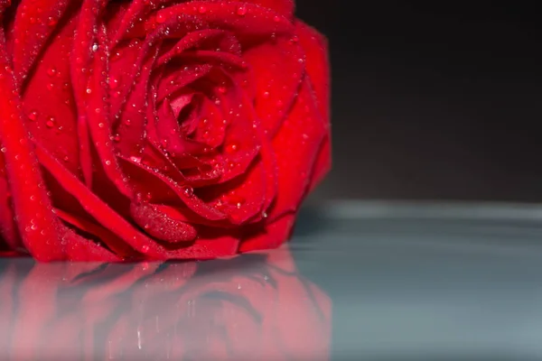 red rose in water with water drops