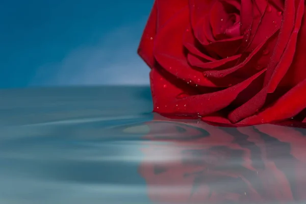 red rose in water with water drops