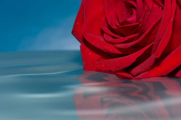 Rosa Roja Agua Con Gotas Agua — Foto de Stock