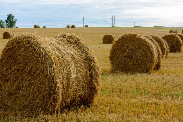 Hay Rolls Field Background Close Royalty Free Stock Images