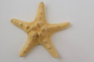 görüntü deniz yıldız beyaz arka plan üzerinde izole kapatmak