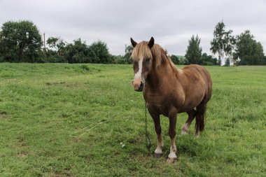 arka plan üzerinde köyde kahverengi at
