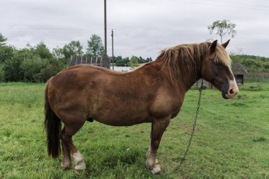 arka plan üzerinde köyde kahverengi at