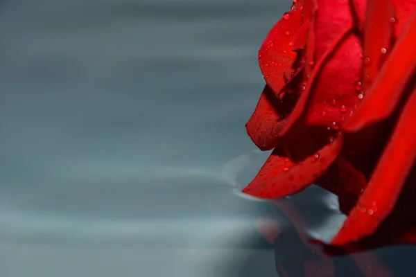 Красная Роза Чистой Воде — стоковое фото