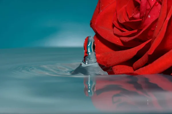 Красная Роза Воде Каплей Воды — стоковое фото