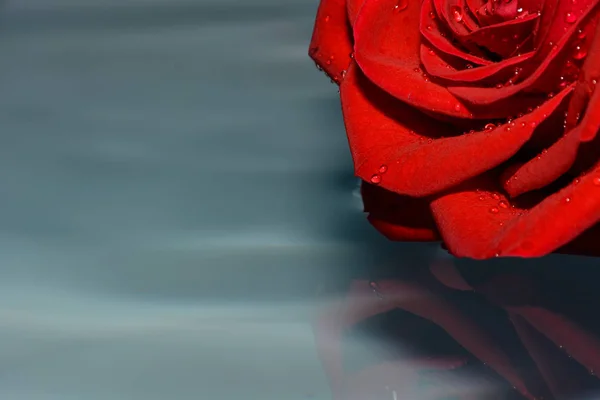 Красная Роза Чистой Воде — стоковое фото