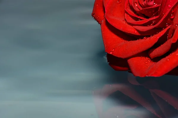 Red Rose Clean Water — Stock Photo, Image