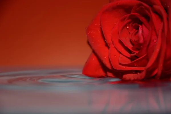 Rosa Roja Agua Con Gota Agua — Foto de Stock