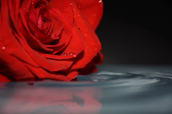 red rose in water with water drop