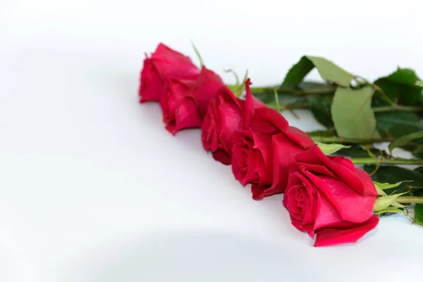 beautiful red roses background, 8 march concept