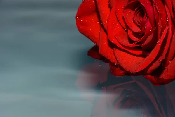 Rosa Roja Agua Limpia — Foto de Stock