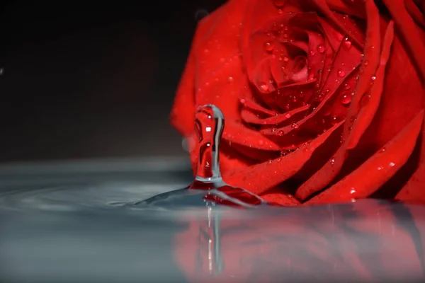 Red Rose Clean Water — Stock Photo, Image