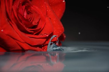 su arka planda, 8 Mart kavramı güzel kırmızı gül