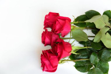 güzel kırmızı gül arka plan, 8 Mart kavramı